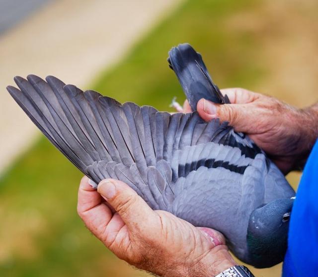 好鸽子, img, 绩的