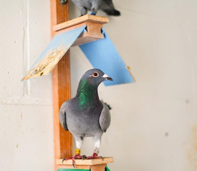 养鸽, 可经验告诉